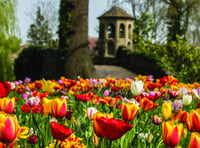 Dunsborough Park opens for annual tulip festival