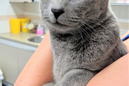 Missing cat Smokey found 80 miles from home