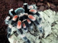 Aragog the hitchhiking tarantula finds new home