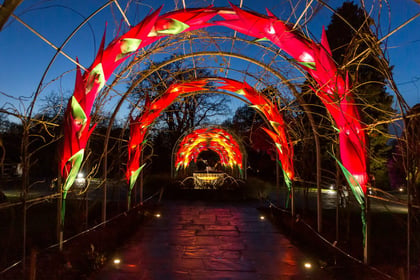 Wisley Glows up for Christmas