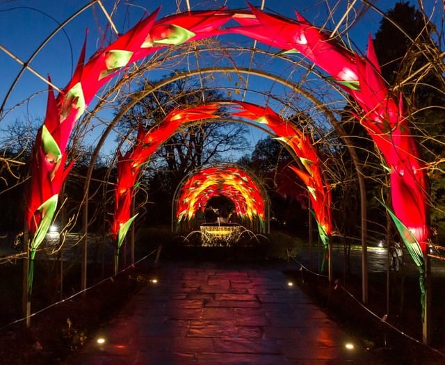 Wisley Glows up for Christmas