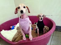 Dumped puppies love their Christmas jumpers