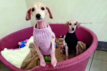 Dumped puppies love their Christmas jumpers