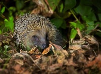 SWT hedgerow project receives Lottery boost