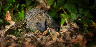 SWT hedgerow project receives Lottery boost