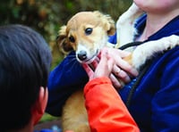 Children invited to RSPCA Action Day