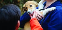 Children invited to RSPCA Action Day