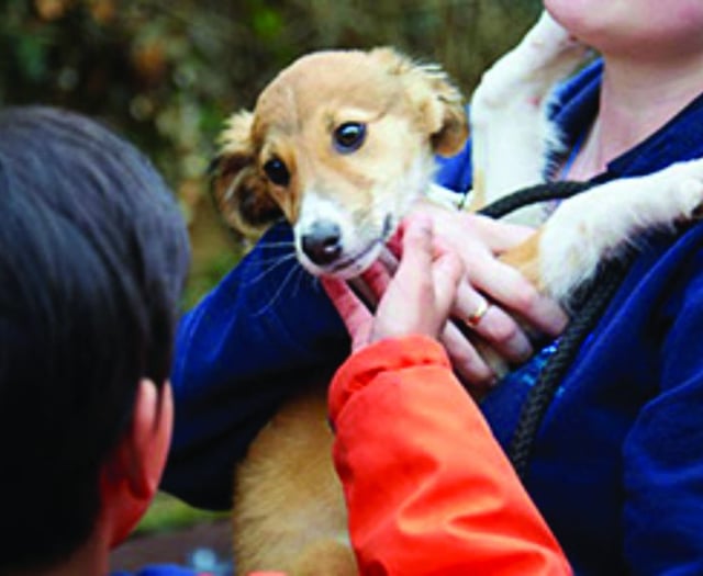 Children invited to RSPCA Action Day