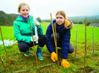 Woking guides battle climate crisis with 200-meter hedge