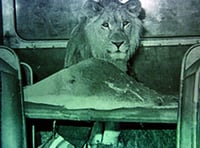 The lion who lived on a bus