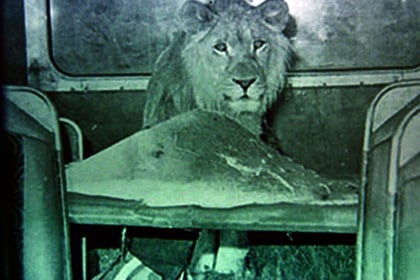 The lion who lived on a bus