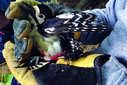 Riverbank woodpecker rescue