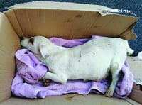 Abandoned dog loses litter