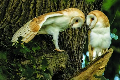 Wildlife photographers put glorious images online
