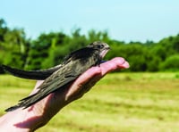 Helena’s haven for baby swifts in distress