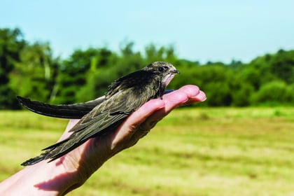 Helena’s haven for baby swifts in distress