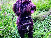 Therapy dog Bilbo puts patients and staff at ease