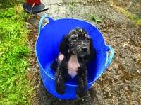 Abandoned pup grows up to be a police sniffer dog