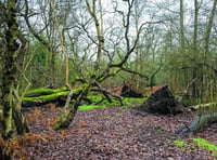 Project to turn former golf course back to nature