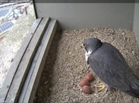 New pair of peregrines lay eggs in council nestbox