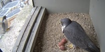 New pair of peregrines lay eggs in council nestbox