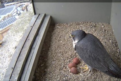 New pair of peregrines lay eggs in council nestbox