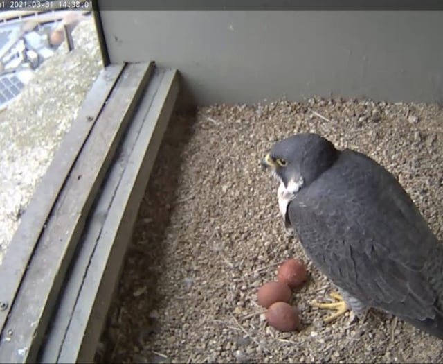 New pair of peregrines lay eggs in council nestbox