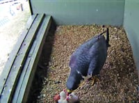 Be captivated by Woking’s peregrine falcon chicks