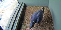 Be captivated by Woking’s peregrine falcon chicks