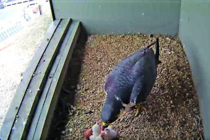 Be captivated by Woking’s peregrine falcon chicks