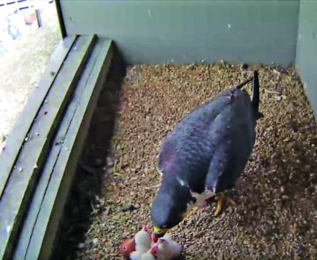 Be captivated by Woking’s peregrine falcon chicks