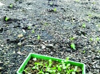 Store agrees Christmas pud donation after sunflower display is killed