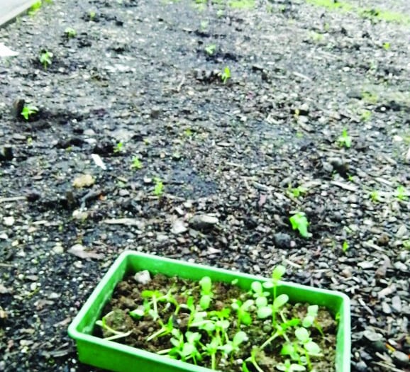 Store agrees Christmas pud donation after sunflower display is killed