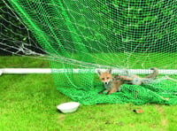 Garden football netting a danger to wildlife