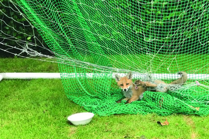 Garden football netting a danger to wildlife