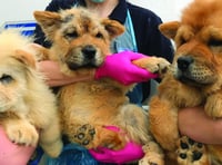 Chow Chow puppies found abandoned on common