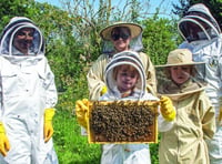 Make a start in the skills of beekeeping