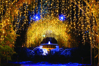 Magical Glow will emphasise the beauty of winter garden