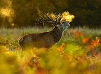 Capturing stunning images of the natural world