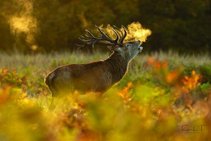 Capturing stunning images of the natural world