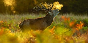 Capturing stunning images of the natural world