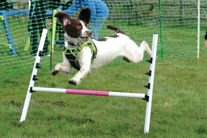 Fun for dogs and owners at fundraising agility tests