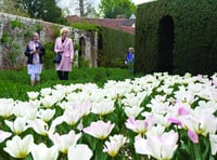 Up to 5,000 visitors enjoy a stunning array of tulips