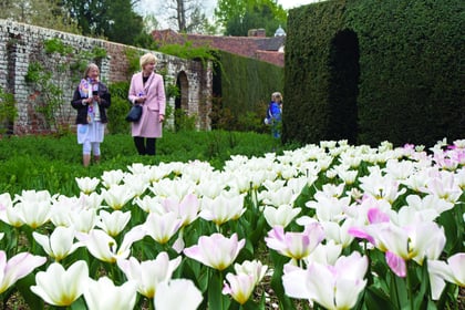 Up to 5,000 visitors enjoy a stunning array of tulips