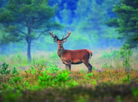 Campaign launched to help heathland recover from fierce wildfire