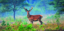 Campaign launched to help heathland recover from fierce wildfire