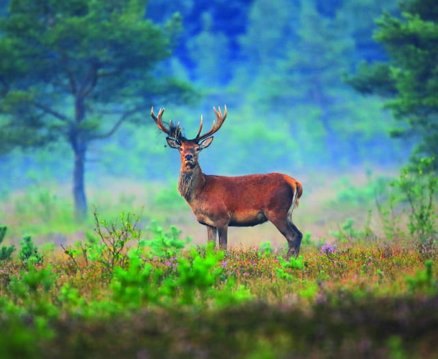 Campaign launched to help heathland recover from fierce wildfire