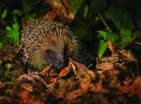 ‘Free-for-all’ plans put local flora and fauna at risk, warns Surrey Wildlife Trust