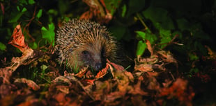 ‘Free-for-all’ plans put local flora and fauna at risk, warns Surrey Wildlife Trust