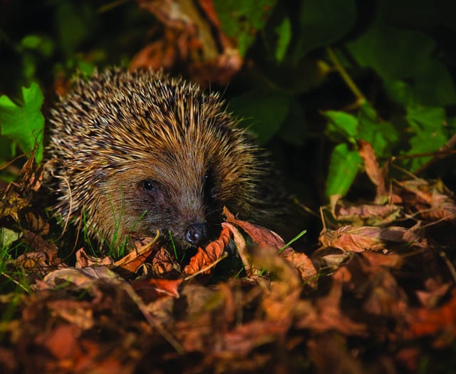 ‘Free-for-all’ plans put local flora and fauna at risk, warns Surrey Wildlife Trust